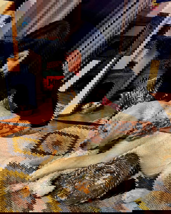 shanikaneko image ~ Altpins