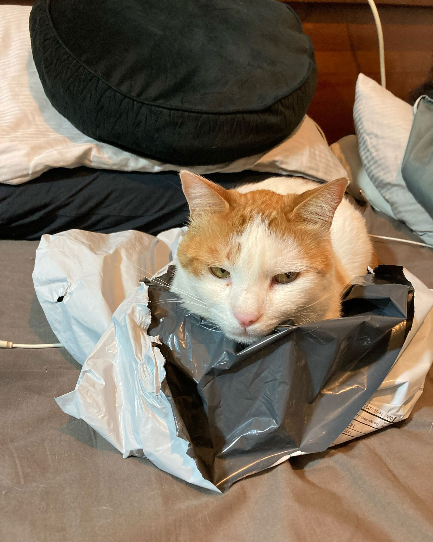 shanikaneko instagram image archive image