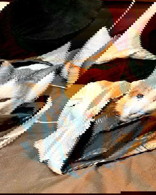 shanikaneko image ~ Altpins