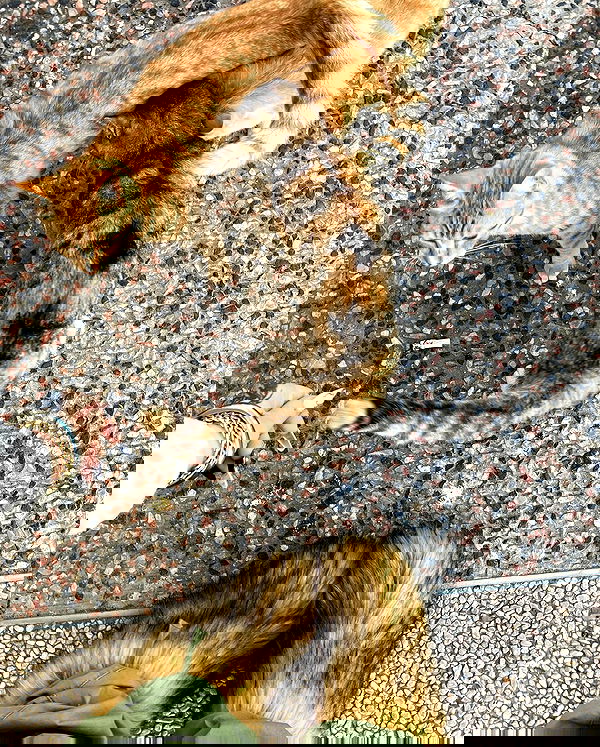 shanikaneko image ~ Altpins