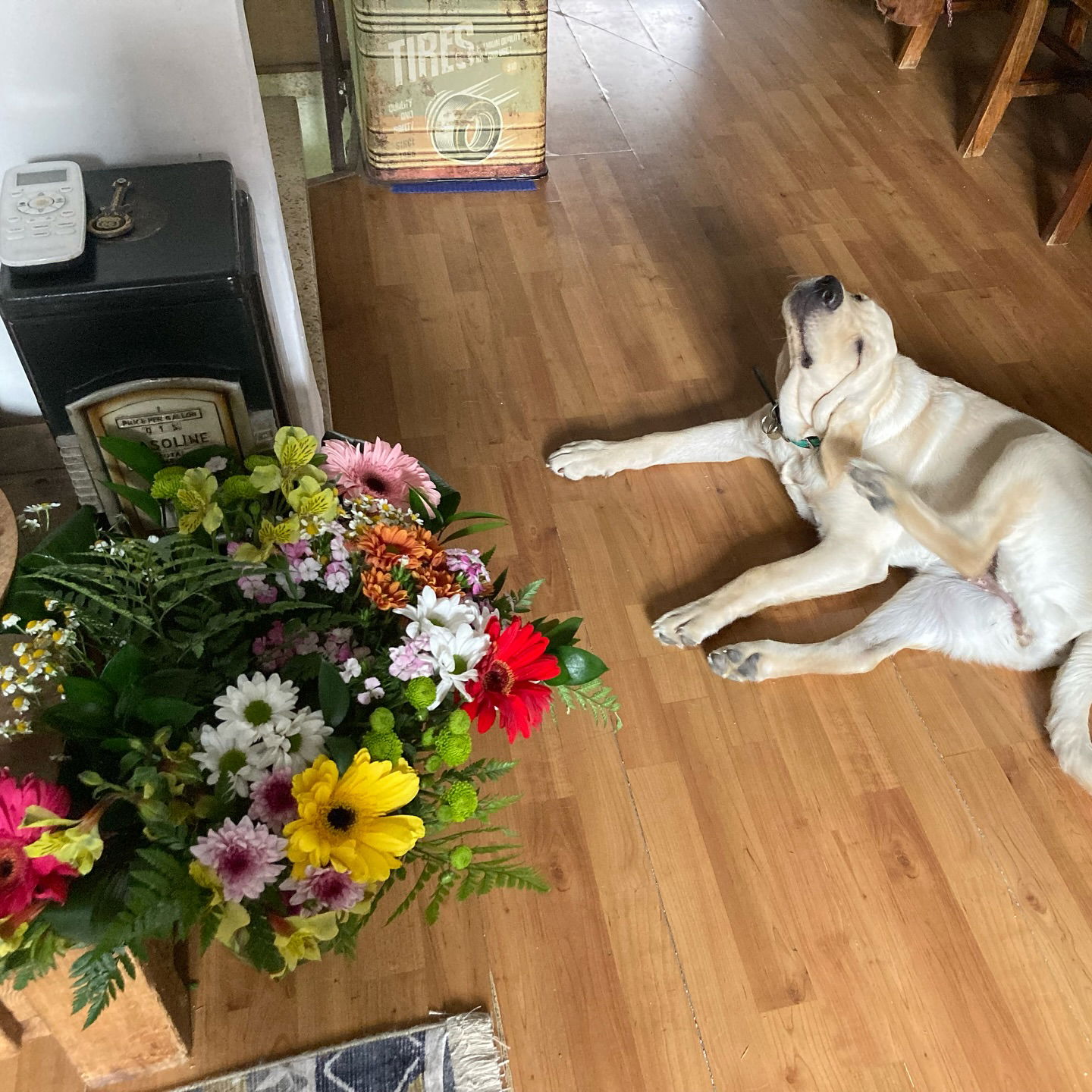 shanikaneko instagram image archive image