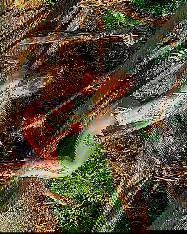 shanikaneko image ~ Altpins