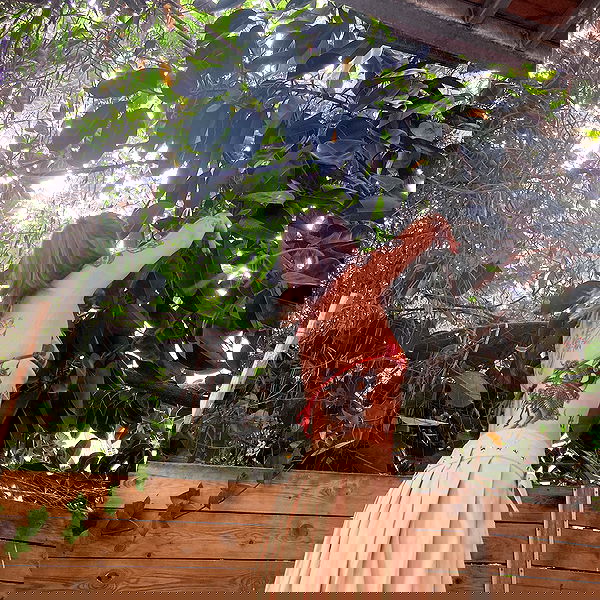 shanikaneko image ~ Altpins