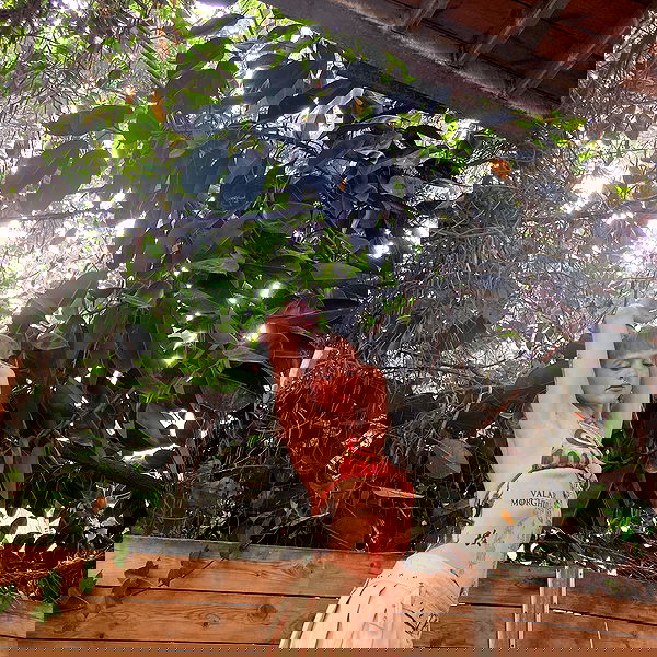 shanikaneko image ~ Altpins