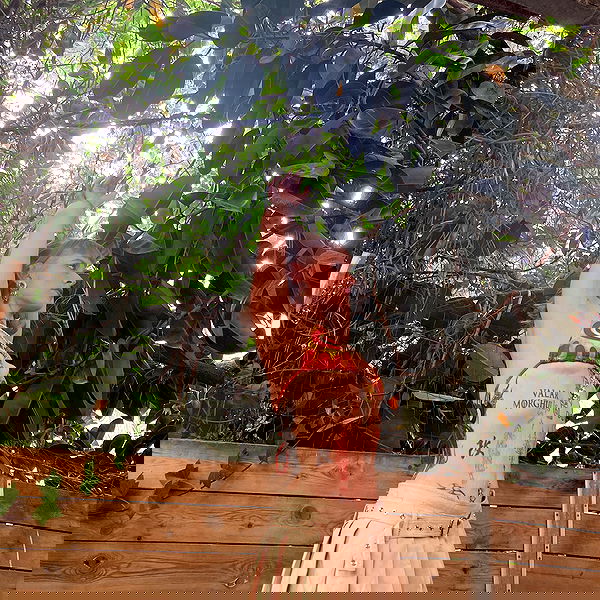 shanikaneko image ~ Altpins