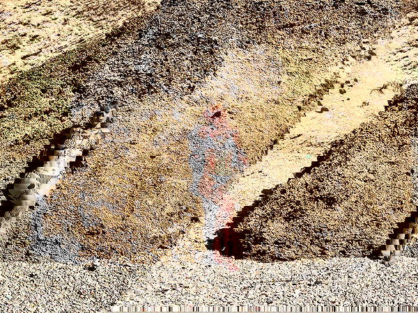 shanikaneko image ~ Altpins