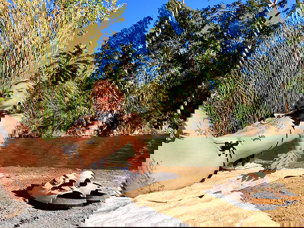 shanikaneko image ~ Altpins