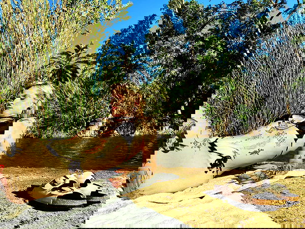 shanikaneko image ~ Altpins