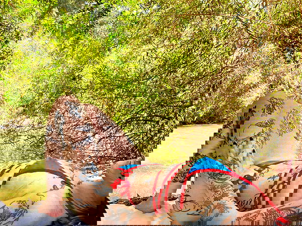 shanikaneko image ~ Altpins