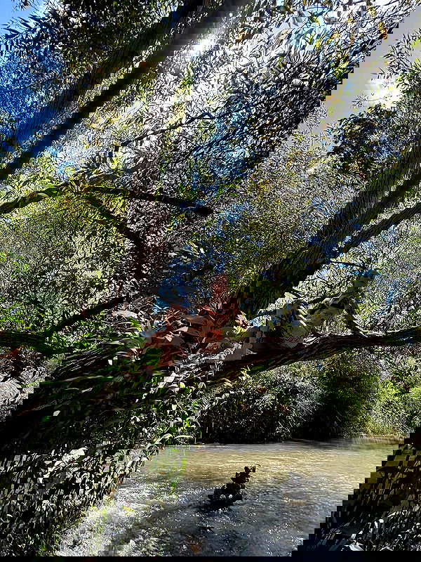 shanikaneko image ~ Altpins