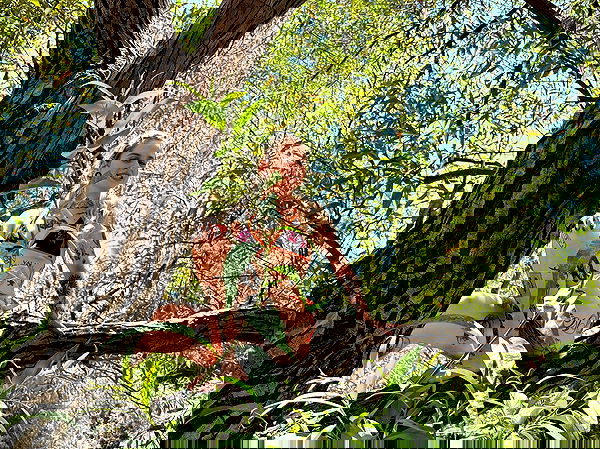 shanikaneko image ~ Altpins