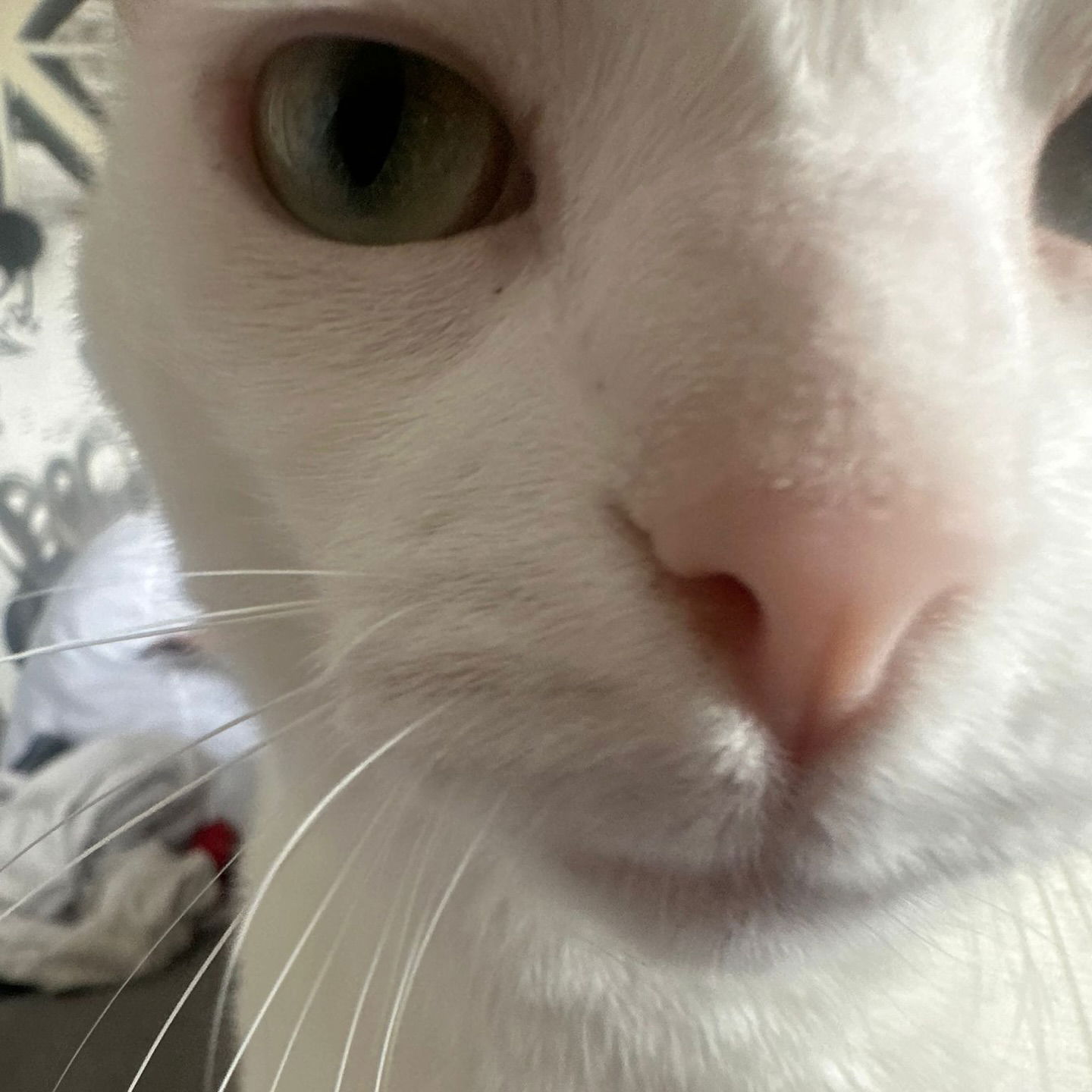 shanikaneko instagram image archive image