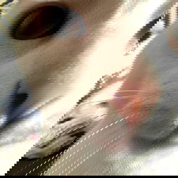 shanikaneko image ~ Altpins