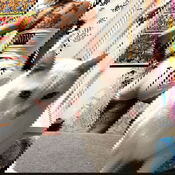 shanikaneko image ~ Altpins