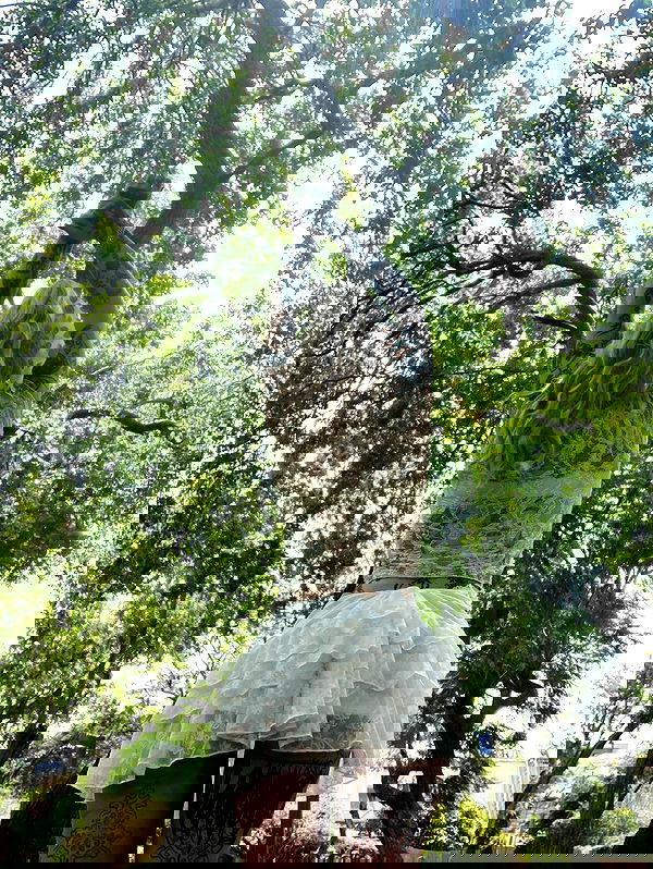 shanikaneko image ~ Altpins