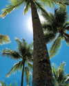 shavgulidzenatt Altpins Profile Picture