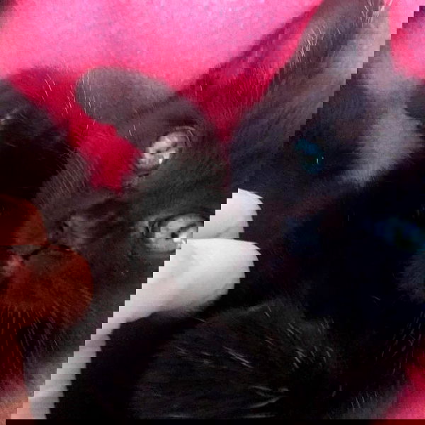 shayli_or shayli_or archive image