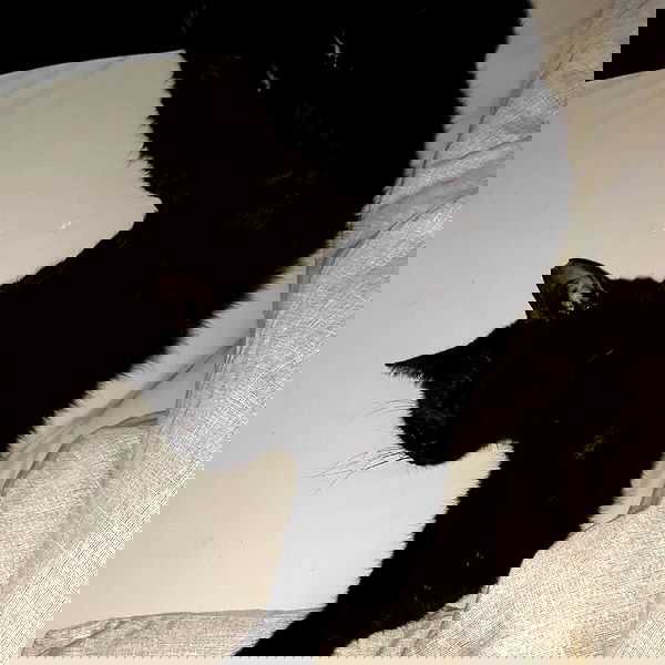 shayli_or shayli_or archive image