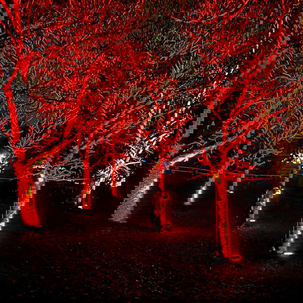 shayli_or shayli_or archive image