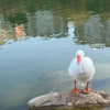 shhmery Altpins Profile Picture