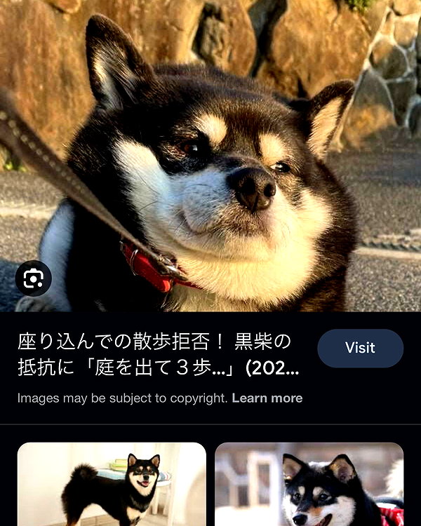 shiolikutsuna instagram image archive image