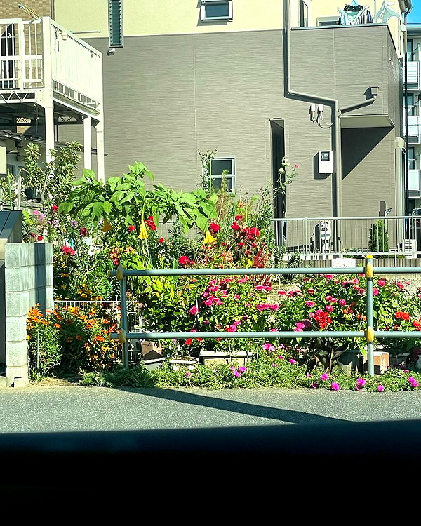 shiolikutsuna instagram image archive image