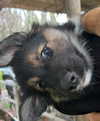 shira_or_adar_ Altpins Profile Picture