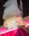 shira_or_adar_ Altpins Profile Picture