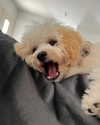 shira_or_adar_ Altpins Profile Picture
