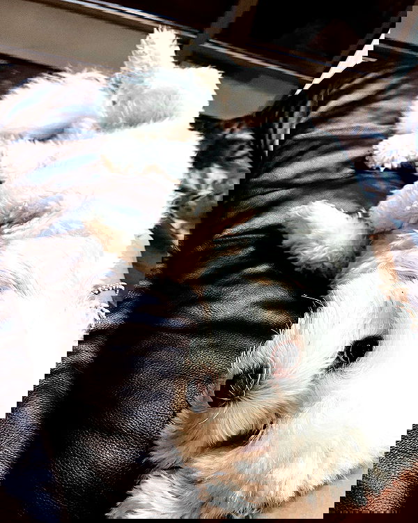 shirakor_ shirakor_ archive image