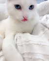 shiramansurii Altpins Profile Picture