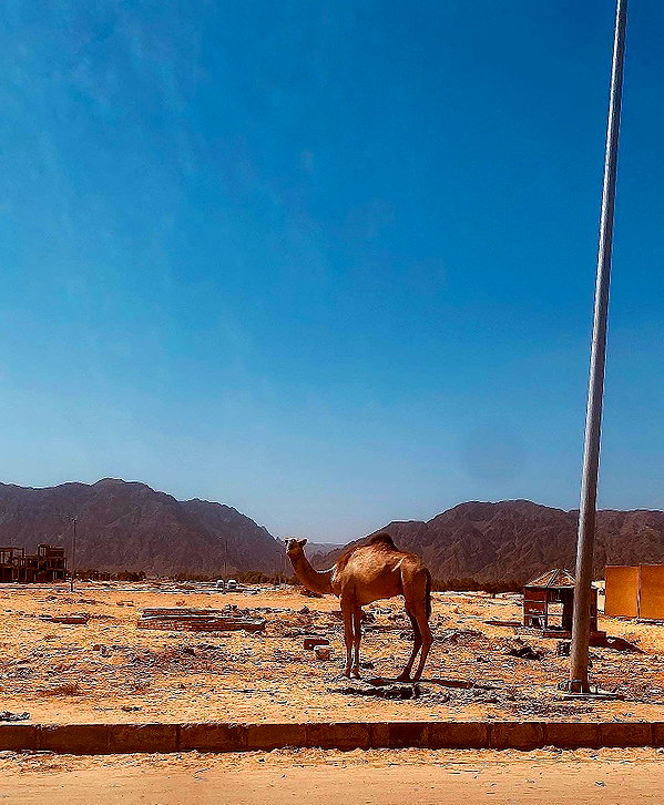 shirel.varol instagram image archive image