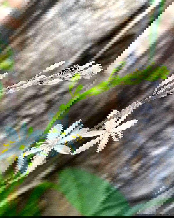 shunli__mei image ~ Altpins