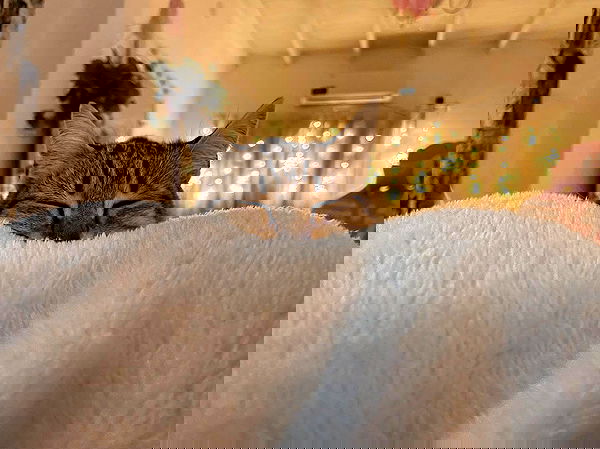 shunli__mei image ~ Altpins