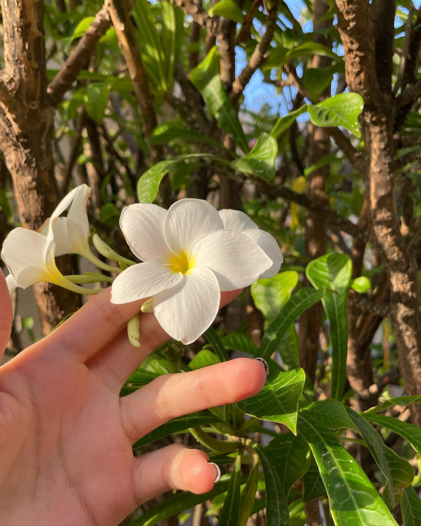 shunli__mei instagram image archive image