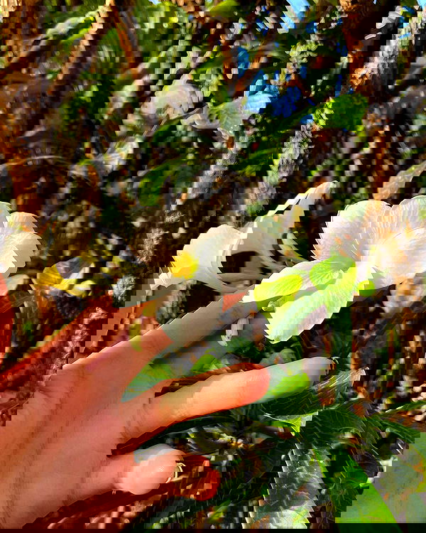 shunli__mei image ~ Altpins