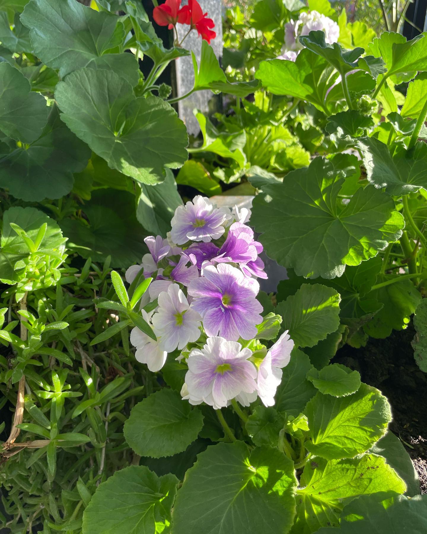 shunli__mei instagram image archive image