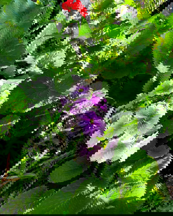 shunli__mei image ~ Altpins