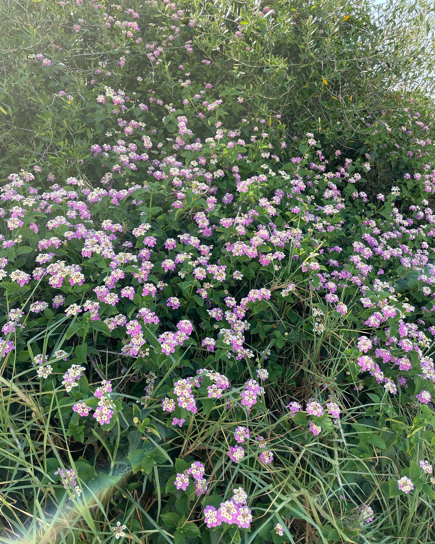 shunli__mei instagram image archive image