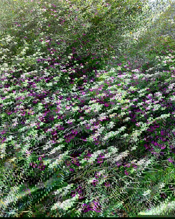 shunli__mei image ~ Altpins