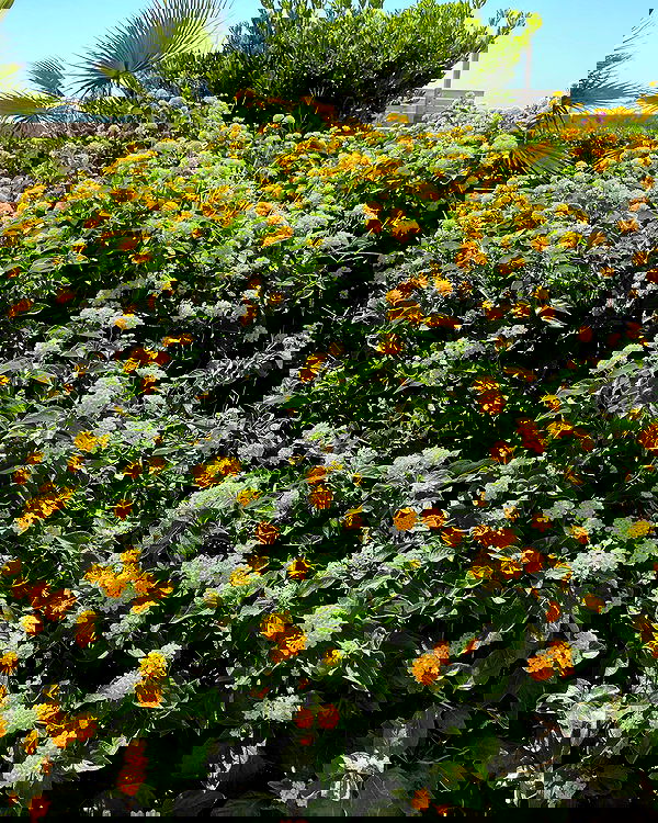 shunli__mei image ~ Altpins