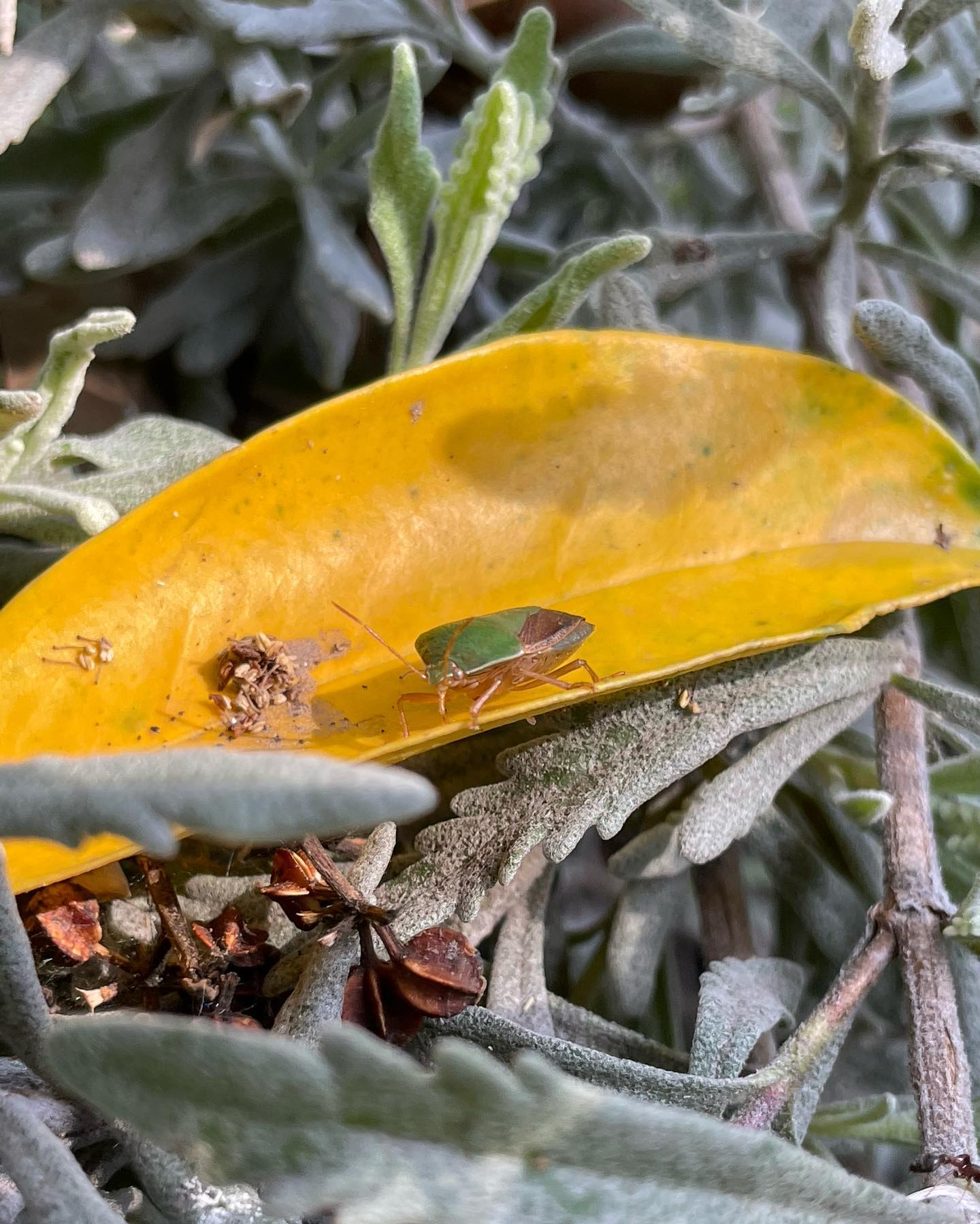 shunli__mei instagram image archive image