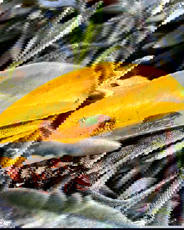 shunli__mei image ~ Altpins