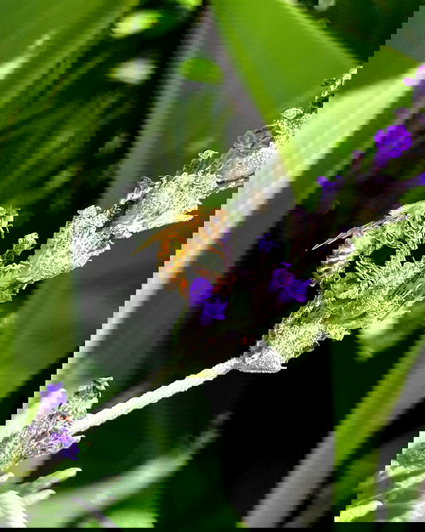 shunli__mei image ~ Altpins