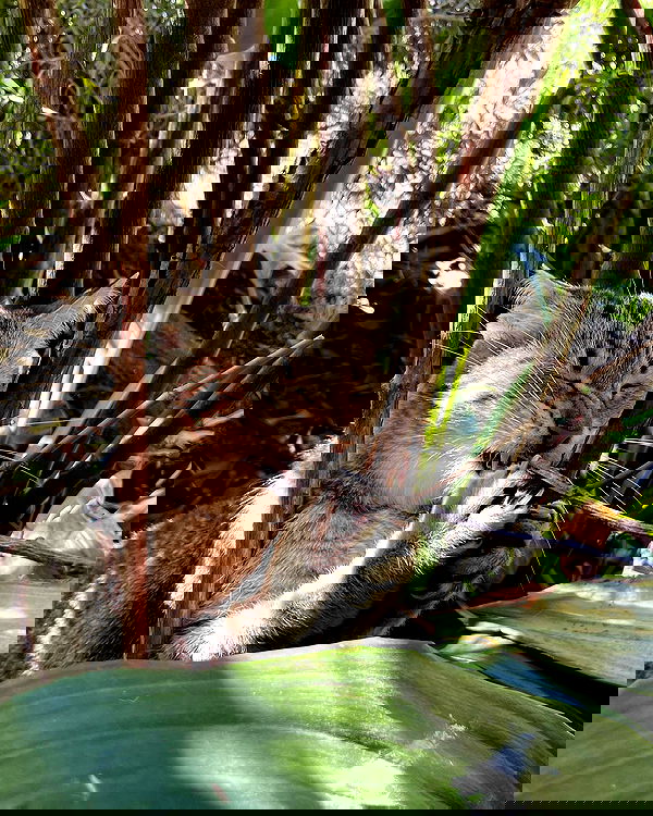 shunli__mei image ~ Altpins