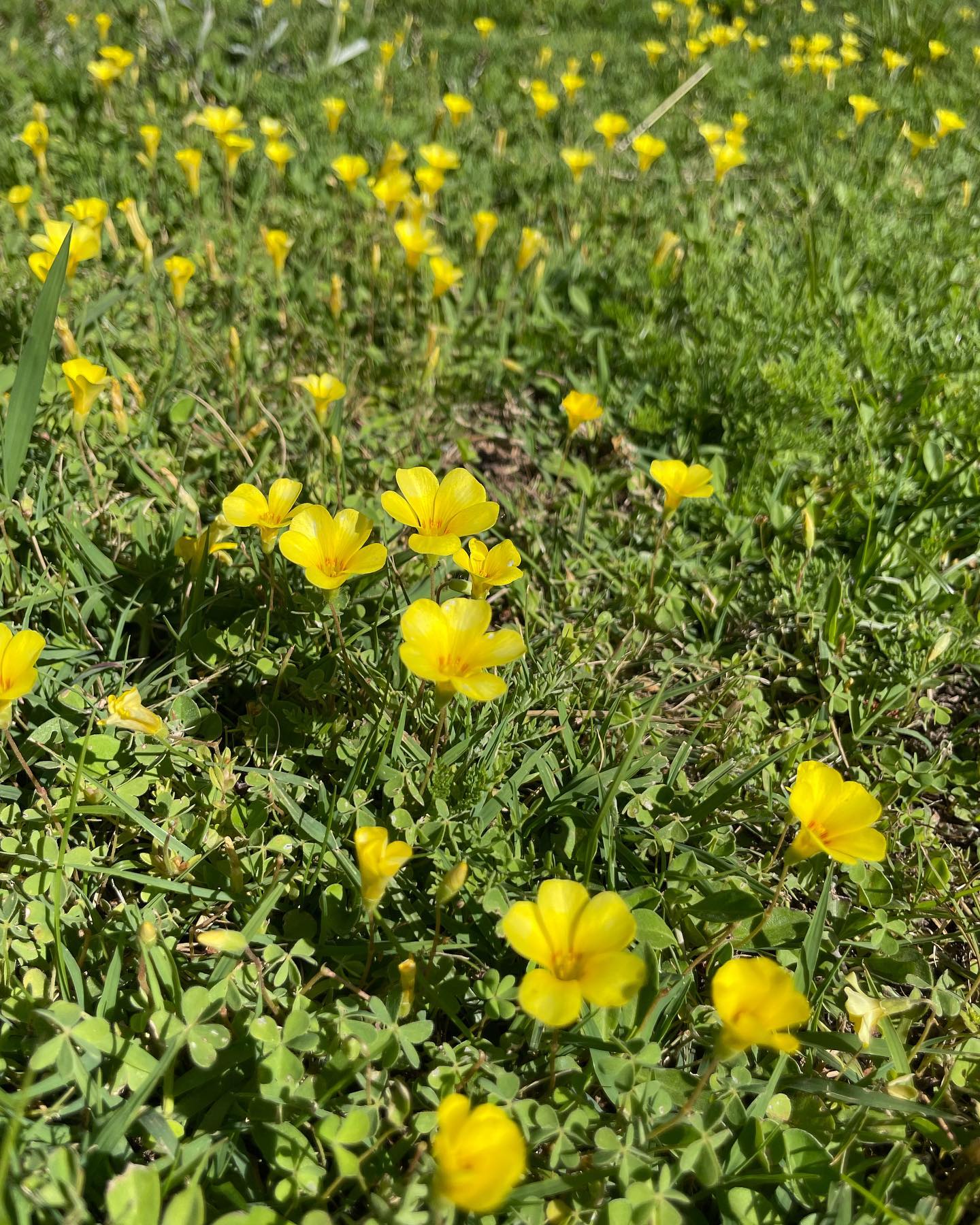 shunli__mei instagram image archive image