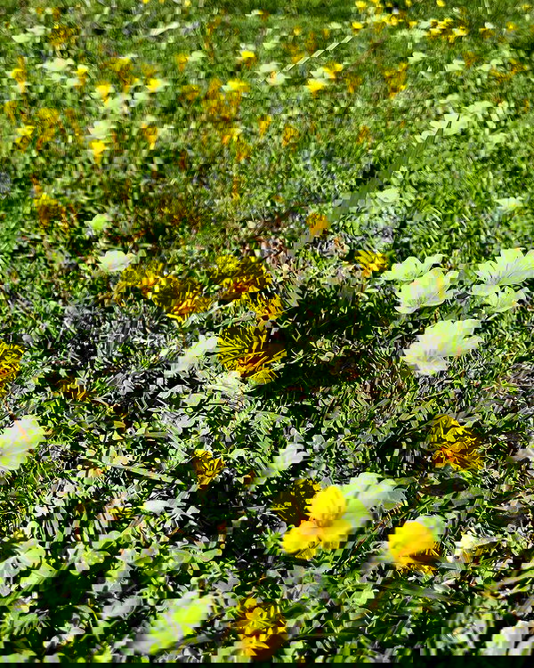 shunli__mei image ~ Altpins