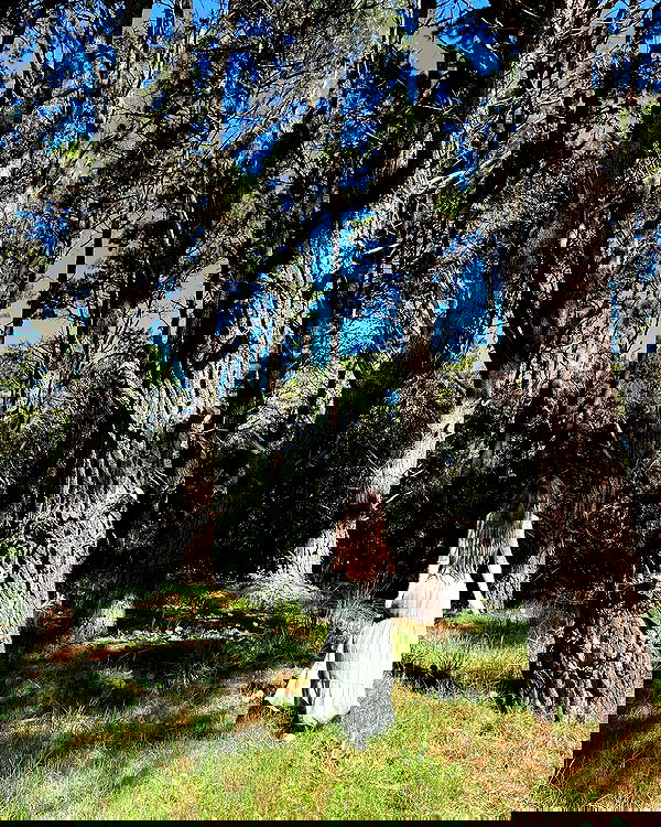 shunli__mei image ~ Altpins