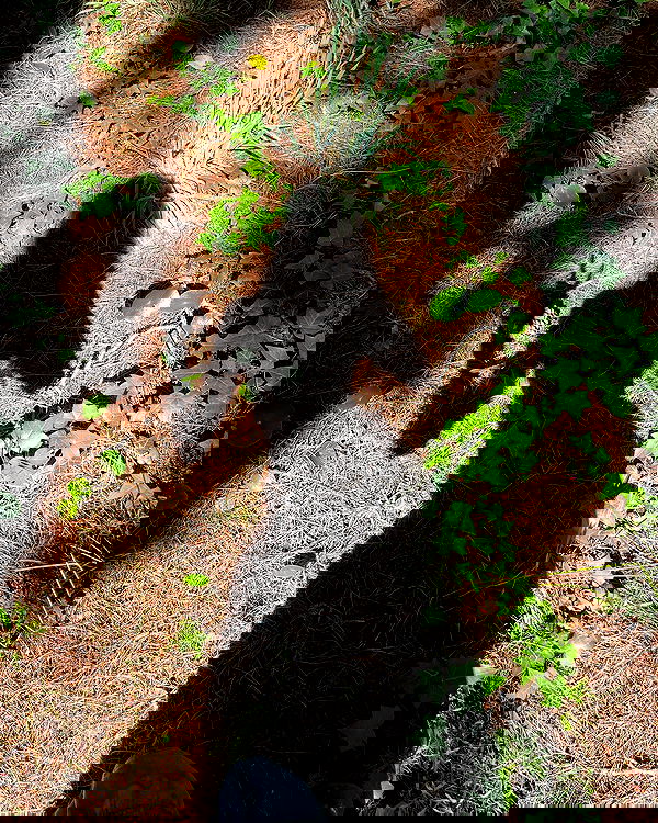 shunli__mei image ~ Altpins