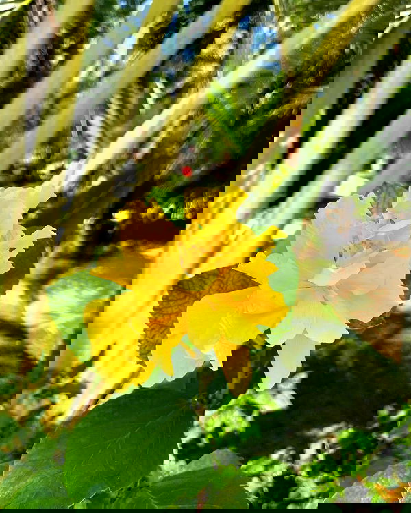 shunli__mei image ~ Altpins